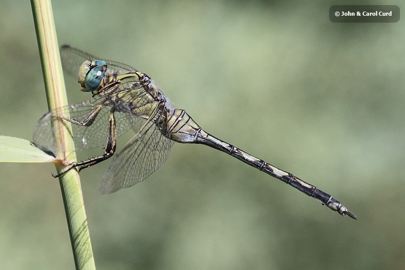 J17_1424 Orthetrum trinacria female.JPG